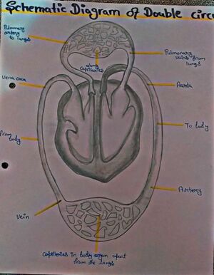 Circulatory system.jpg