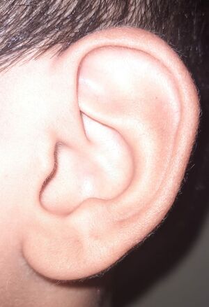 FREE EAR LOBE.jpg