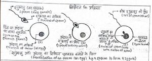 निषेचन के कारण युग्मनज का निर्माण.jpg