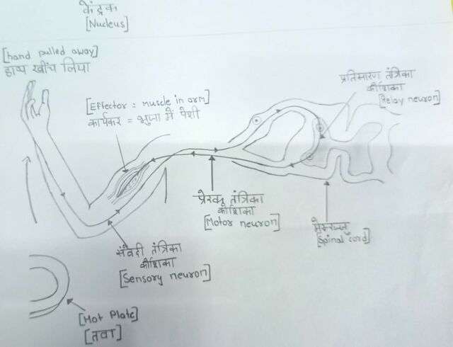 reflex action class 10th diagram