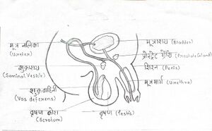 पुरुष प्रजनन तंत्र.jpg