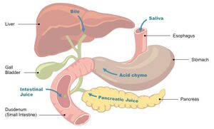 Digestive-juice-organs .jpg