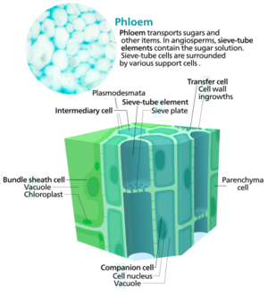 Phloem cells.png