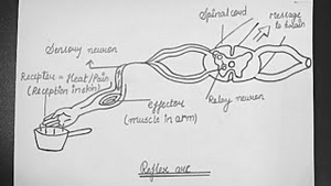 Ray Diagram Of Reflex Action