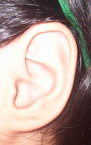 ATTACHED EAR LOBE.jpg