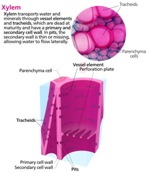 xylem elements